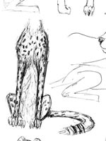Cheetah: a pen rendering of a cheetah sitting on its haunches.